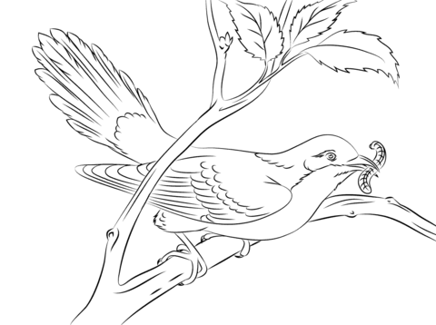 Yellow Billed Cuckoo Coloring Page